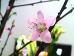 Cherry Blossom
